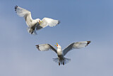 Image. Black-legged Kittiwake