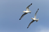 Image. Black-legged Kittiwake