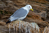 Image. Black-legged Kittiwake