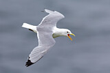 Image. Black-legged Kittiwake