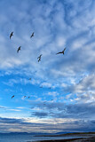 Image. Black-legged Kittiwake