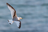 Image. Black-legged Kittiwake