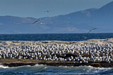 Image. Black-legged Kittiwake