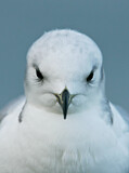 Image. Black-legged Kittiwake