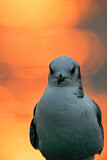 Image. Black-legged Kittiwake
