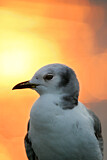 Image. Black-legged Kittiwake