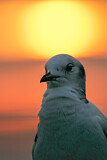 Image. Black-legged Kittiwake