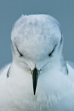 Image. Black-legged Kittiwake