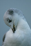 Image. Black-legged Kittiwake