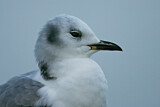 Image. Black-legged Kittiwake
