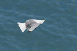Image. Black-legged Kittiwake