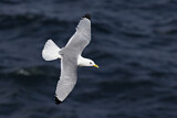 Image. Black-legged Kittiwake