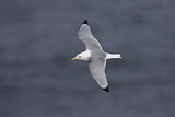 Image. Black-legged Kittiwake