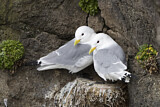 Image. Black-legged Kittiwake