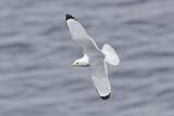 Image. Black-legged Kittiwake