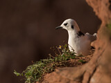 Image. Black-legged Kittiwake