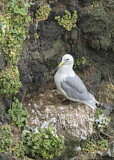 Image. Black-legged Kittiwake