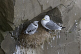 Image. Black-legged Kittiwake