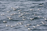Image. Black-legged Kittiwake