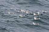 Image. Black-legged Kittiwake