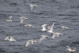 Image. Black-legged Kittiwake