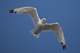 Image. Black-legged Kittiwake
