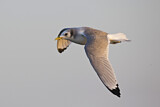Image. Black-legged Kittiwake