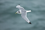 Image. Black-legged Kittiwake