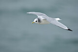 Image. Black-legged Kittiwake