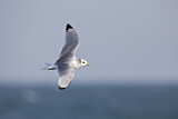 Image. Black-legged Kittiwake