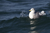 Image. Black-legged Kittiwake