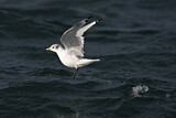 Image. Black-legged Kittiwake
