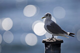 Image. Black-legged Kittiwake