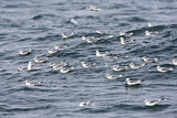 Image. Black-legged Kittiwake