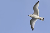 Image. Black-legged Kittiwake