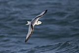 Image. Black-legged Kittiwake
