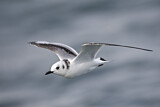 Image. Black-legged Kittiwake