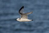 Image. Black-legged Kittiwake