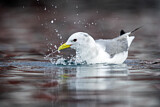 Image. Black-legged Kittiwake