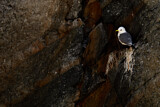 Image. Black-legged Kittiwake