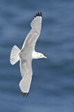 Image. Black-legged Kittiwake