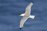 Image. Black-legged Kittiwake