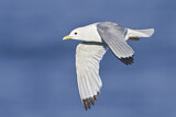 Image. Black-legged Kittiwake