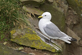 Image. Black-legged Kittiwake