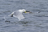Image. Black-legged Kittiwake