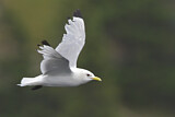 Image. Black-legged Kittiwake