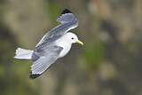 Image. Black-legged Kittiwake