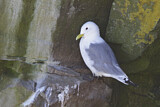 Image. Black-legged Kittiwake