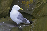 Image. Black-legged Kittiwake