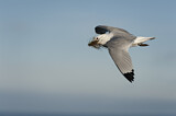 Image. Black-legged Kittiwake